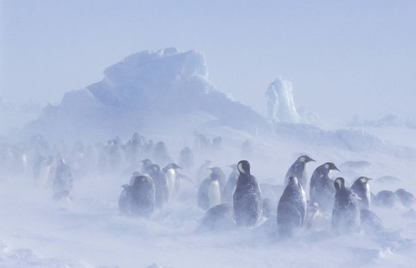 The Kingdom of Ice: Antarctica in Pictures The Kingdom of Ice: Antarctica in Pictures - Sputnik International