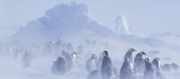 Glacier emperor penguin - Sputnik International