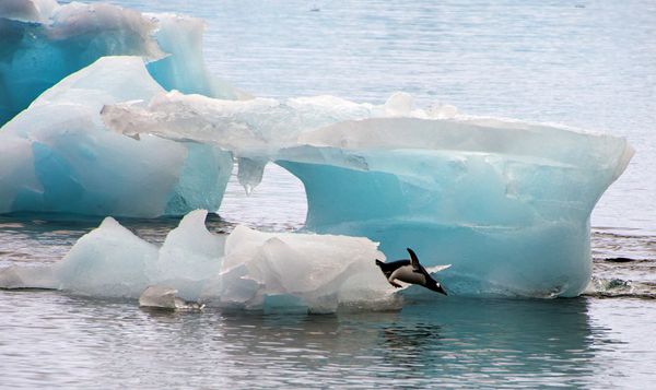 The Kingdom of Ice: Antarctica in Pictures The Kingdom of Ice: Antarctica in Pictures - Sputnik International