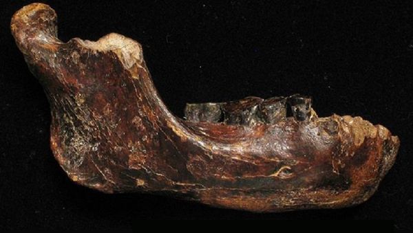 An ancient human fossil - Sputnik International