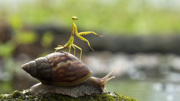 This praying mantis looks like a jockey as it rides a snail using a technique akin to a Grand National winner. - Sputnik International