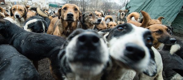 A picture taken on January 28, 2014 shows stray dogs, among the 450 which have found shelter and food in improvised shelter operated only by volunteer in Nis, 200 km south of Belgrade A picture taken on January 28, 2014 shows stray dogs, among the 450 which have found shelter and food in improvised shelter operated only by volunteer in Nis, 200 km south of Belgrade - Sputnik International