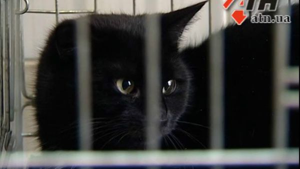 This feline fiend went on a taste-testing party at a meat processing plant in Kharkov, Ukraine, consuming nearly $400 US worth of premium delicacies over several days before being caught. This feline fiend went on a taste-testing party at a meat processing plant in Kharkov, Ukraine, consuming nearly $400 US worth of premium delicacies over several days before being caught. - Sputnik International