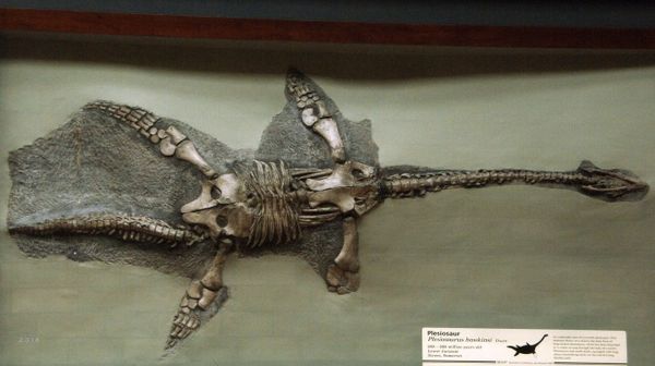 Plesiosaurs Plesiosaurs - Sputnik International
