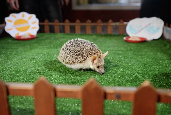 Pugovka the hedgehog in Yekaterinburg Zoo, seen here as she predicts the weather for the coming spring. - Sputnik International
