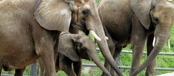 The US Department of Agriculture has told the Pittsburgh Zoo to stop using dogs to shepherd their African elephants, as it causes them undue stress. - Sputnik International