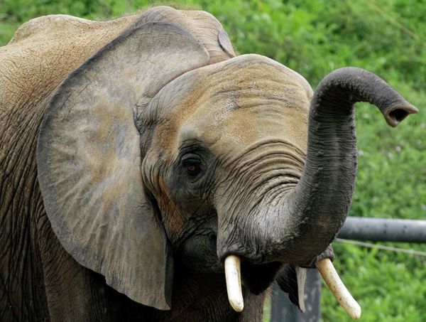 “All animal handling must be done in a manner that does not cause behavioral stress,” the USDA report concluded, instructing the Pittsburgh Zoo to “correct” its practices.  - Sputnik International
