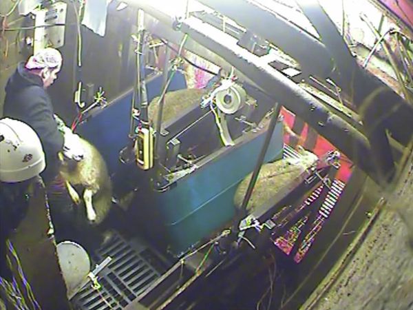 Secretly hidden CCTV in North Yorkshire slaughterhouse Secretly hidden CCTV in North Yorkshire slaughterhouse - Sputnik International