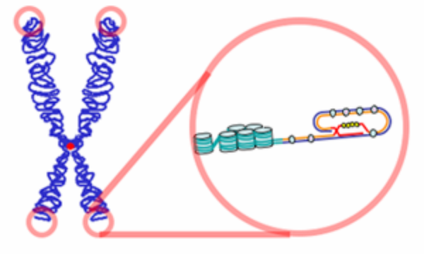 Telomeres are located at the ends of chromosomes. Telomeres are located at the ends of chromosomes. - Sputnik International