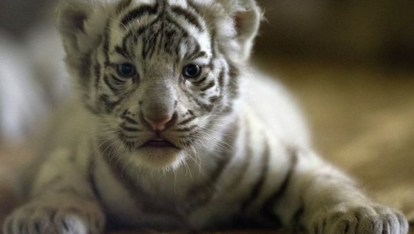 Four rare white tiger cubs were born at the Tobu Zoo in Japan Four rare white tiger cubs were born at the Tobu Zoo in Japan - Sputnik International