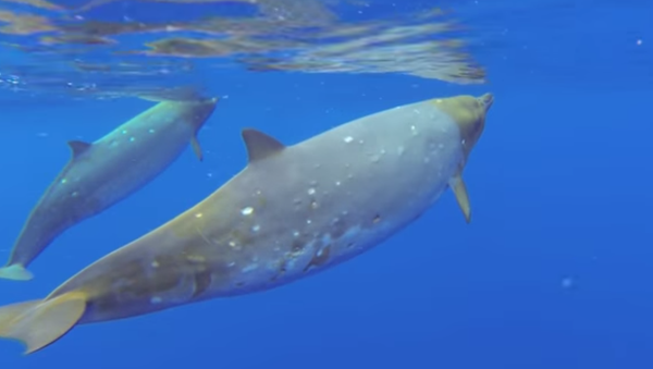 An encounter with an elusive whale species off the coast of Hawaii is caught on film, and we can’t imagine a more relaxing sight. - Sputnik International
