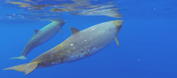 An encounter with an elusive whale species off the coast of Hawaii is caught on film, and we can’t imagine a more relaxing sight. - Sputnik International