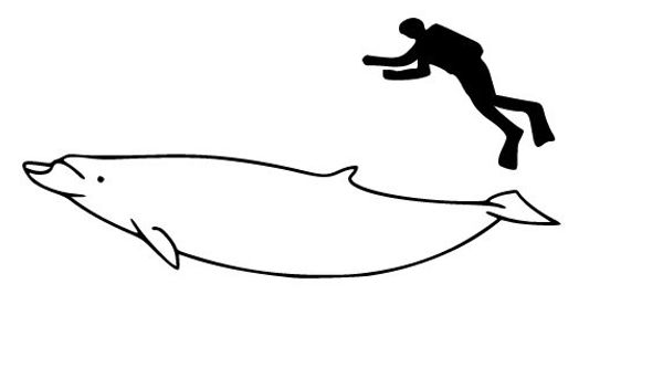 Rare Blainville’s Whale Sighting Off the Coast of Hawaii Rare Blainville’s Whale Sighting Off the Coast of Hawaii - Sputnik International