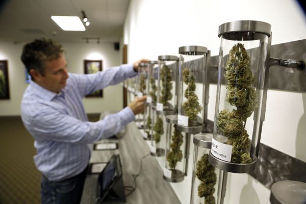 Shane McKee, co-founder of Shango Premium Cannabis medical marijuana dispensary, pulls a sample from their display of cannabis flowers in Portland, Oregon. Shane McKee, co-founder of Shango Premium Cannabis medical marijuana dispensary, pulls a sample from their display of cannabis flowers in Portland, Oregon. - Sputnik International