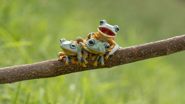 Frogs - Sputnik International