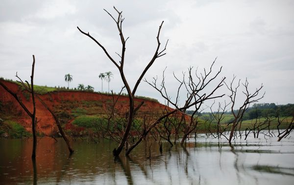 Trees rising out of the Jaguari reservoir, next to the re-emerging old city of Igarata, Sao Paulo State, February 4, 2015 Trees rising out of the Jaguari reservoir, next to the re-emerging old city of Igarata, Sao Paulo State, February 4, 2015 - Sputnik International