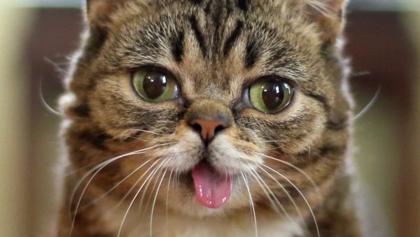 Lil Bub is an American cat and celebrity known for her unique appearance. - Sputnik International