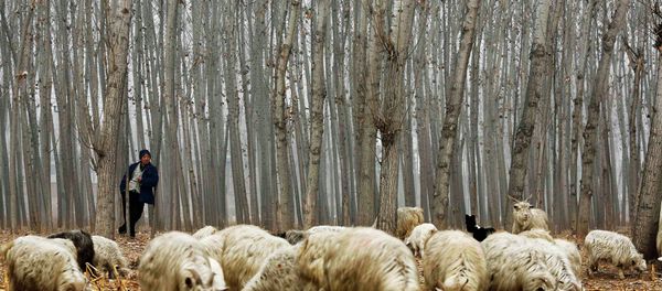 A herdsman takes a rest while he drives his goats at a corn field at Dashiwo village, on the outskirts of Beijing A herdsman takes a rest while he drives his goats at a corn field at Dashiwo village, on the outskirts of Beijing - Sputnik International