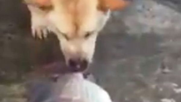 Dog saves fish - Sputnik International