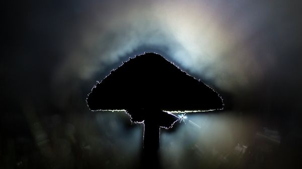 Parasol mushroom Parasol mushroom - Sputnik International