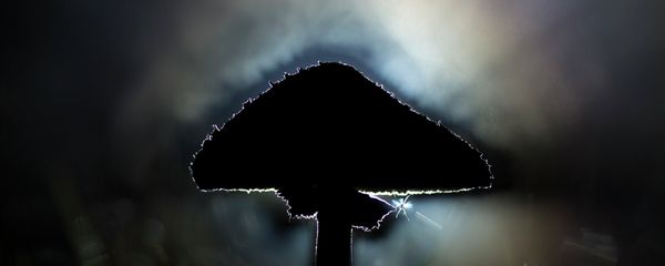 Parasol mushroom Parasol mushroom - Sputnik International