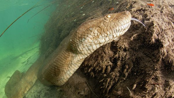 Anaconda - Sputnik International
