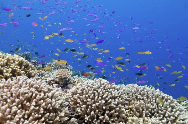 US Pays Philippines $1.97 Mln Compensation for Damaged World Heritage Site US Pays Philippines $1.97 Mln Compensation for Damaged World Heritage Site - Sputnik International