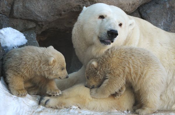 Baby Polar Bears in Moscow Zoo: First Steps With Mom - Sputnik International