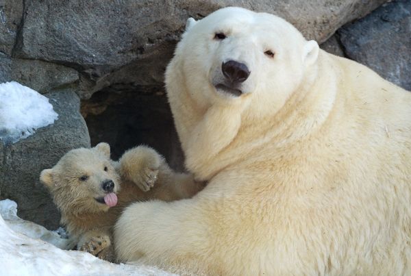 Baby Polar Bears in Moscow Zoo: First Steps With Mom - Sputnik International