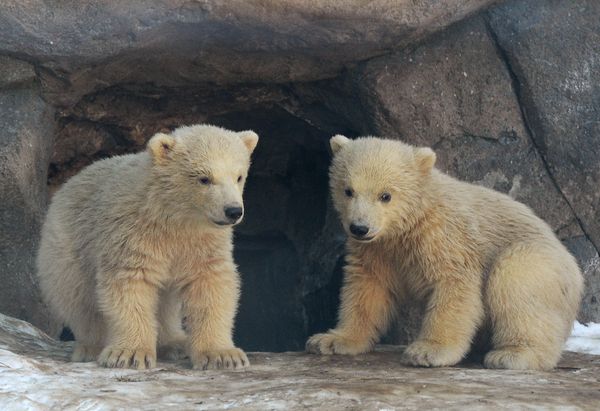 Baby Polar Bears in Moscow Zoo: First Steps With Mom - Sputnik International