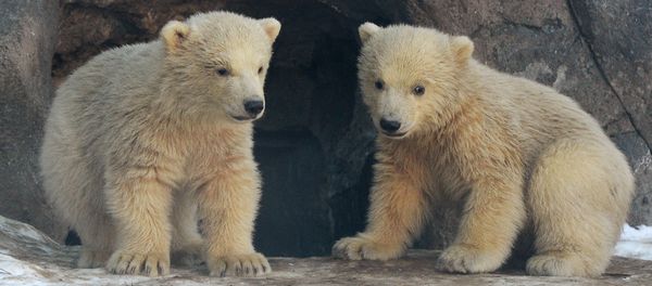 Baby Polar Bears in Moscow Zoo: First Steps With Mom Baby Polar Bears in Moscow Zoo: First Steps With Mom - Sputnik International