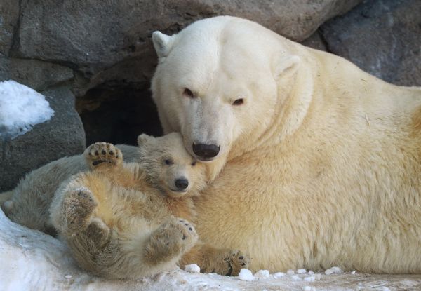 Baby Polar Bears in Moscow Zoo: First Steps With Mom - Sputnik International