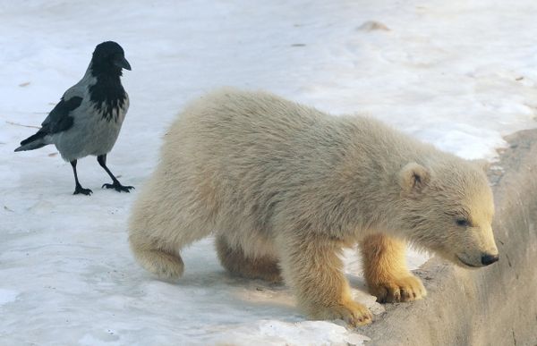 Baby Polar Bears in Moscow Zoo: First Steps With Mom - Sputnik International