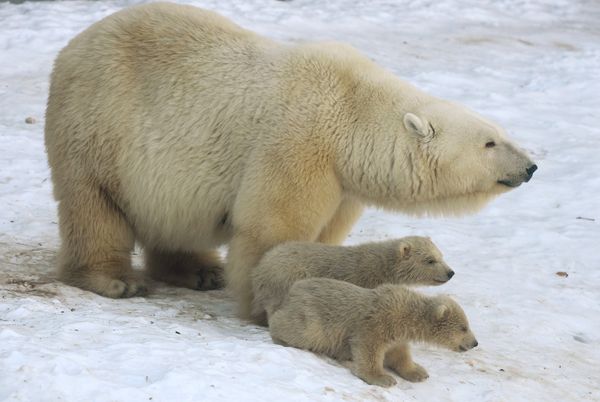 Baby Polar Bears in Moscow Zoo: First Steps With Mom - Sputnik International