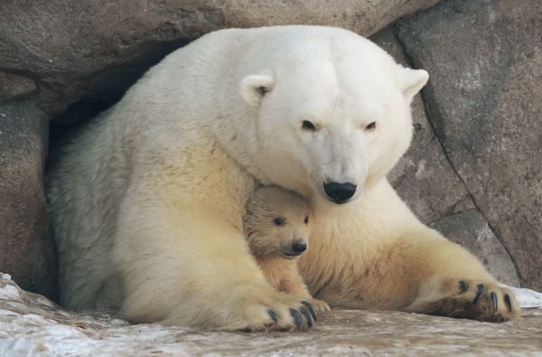 Baby Polar Bears in Moscow Zoo: First Steps With Mom - Sputnik International