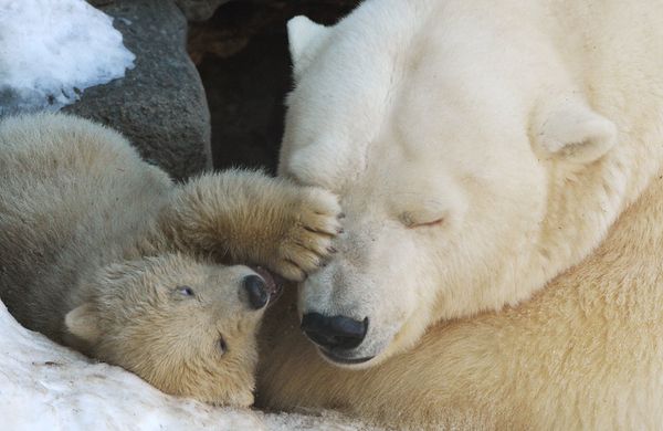 Baby Polar Bears in Moscow Zoo: First Steps With Mom - Sputnik International