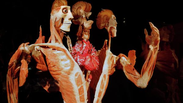 Gunther von Hagens' Body Worlds & The Story of the Heart on exhibit at the Buffalo Museum of Science in Buffalo, New York - Sputnik International