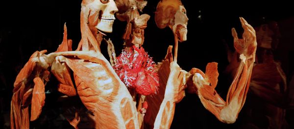 Gunther von Hagens' Body Worlds & The Story of the Heart on exhibit at the Buffalo Museum of Science in Buffalo, New York - Sputnik International