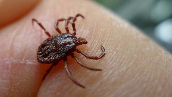 A Kansas man experienced organ failure and died after being bitten by a tick. - Sputnik International