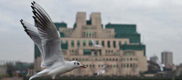 Gull flying past the SIS (MI6) building in Vauxhall - Sputnik International