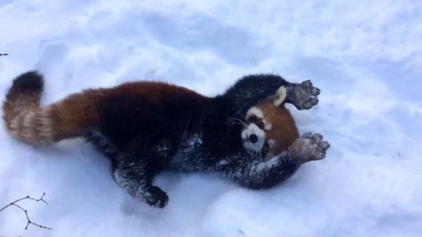 Red Pandas Enjoying a Snow Day - Sputnik International