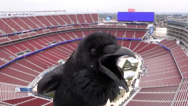 Feathery Cheerleader's Selfie Steals Show on San Francisco Stadium - Sputnik International