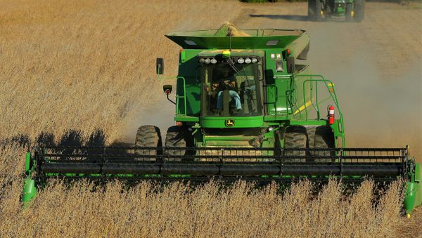 With grain prices falling - and farm profits along with them - some farmers are moving away from genetically modified crops to more lucrative conventional ones. - Sputnik International