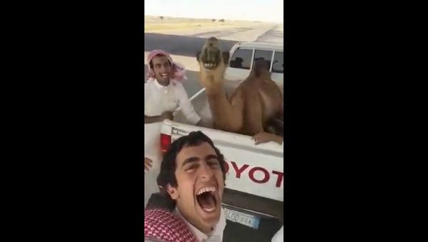 This camel knows how to blend in with the crowd. - Sputnik International