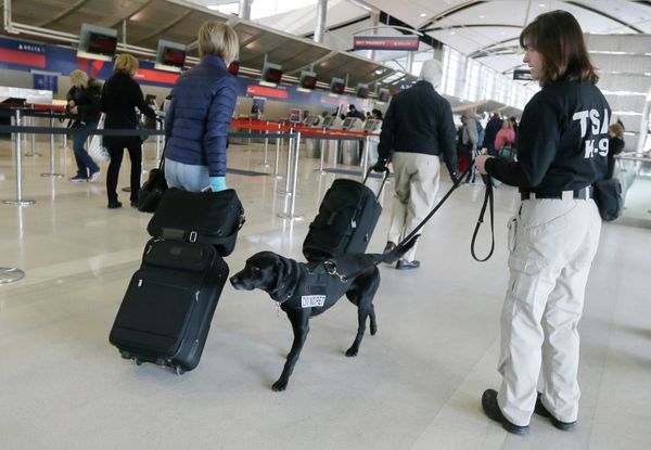A Transportation Security Administration inspector and dog check out passengers at the Detroit Metropolitan Airport. A Transportation Security Administration inspector and dog check out passengers at the Detroit Metropolitan Airport. - Sputnik International