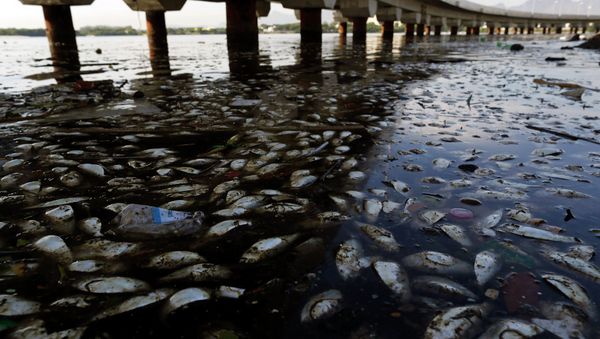 Dead fish and trash float in the polluted Guanabara Bay in Rio de Janeiro, Brazil. - Sputnik International