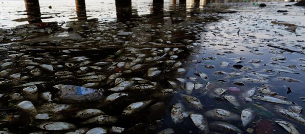 Dead fish and trash float in the polluted Guanabara Bay in Rio de Janeiro, Brazil. Dead fish and trash float in the polluted Guanabara Bay in Rio de Janeiro, Brazil. - Sputnik International