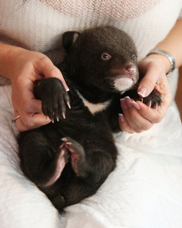 Newborn Asian Black Bear Cub Abandoned at Circus Doorsteps - Sputnik International