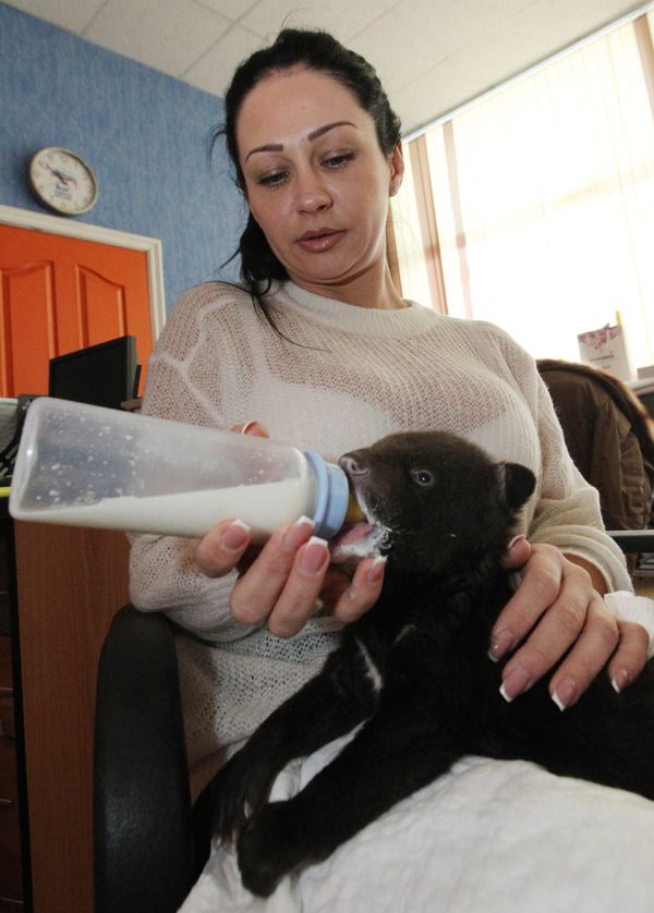 Newborn Asian Black Bear Cub Abandoned at Circus Doorsteps - Sputnik International