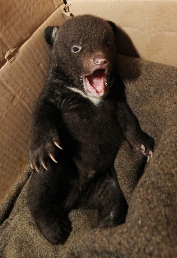 Newborn Asian Black Bear Cub Abandoned at Circus Doorsteps - Sputnik International